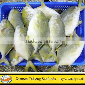 New Arrival Pompano Fish Frozen Whole Golden Pompano