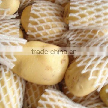 Holland fresh potato for exporting