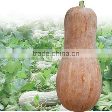 HPU01 Dongxi orange F1 hybrid pumpkin seeds
