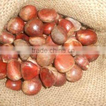 2015 crop Chinese fresh chestnut in hot sale