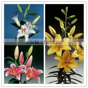 Alibaba China supplier high grade natural beautiful lily flower