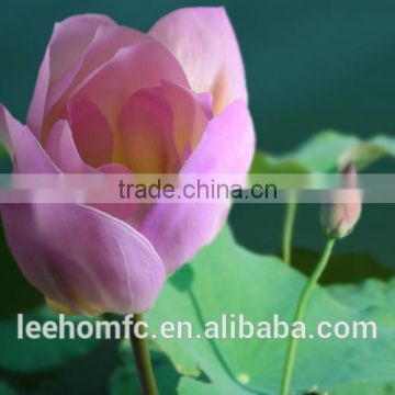 latex real touch lotus flower wholesale artificial flower