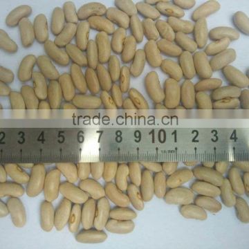 Yellow Kidney Bean Crop 2015,Factory