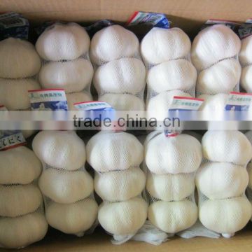 China Garlic Price