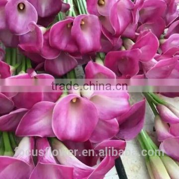 Natural Fresh Cally Lily Plastic Cally Lily Flower For Sale