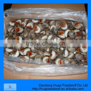 perfect frozen best quality moon snail for sale