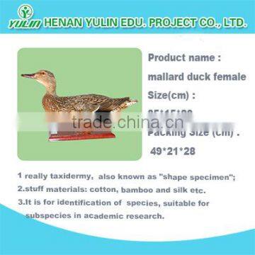 ducks specimens/scientific various birds specimens.school teaching tool, biological specimen/applied for high education