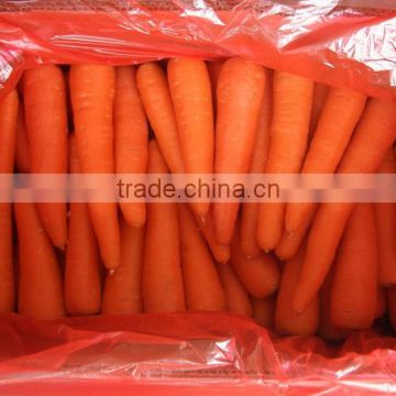 2016 new season fresh carrot