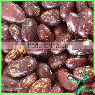 Purple Speckled Kidney Bean Sugar Beans 2013 New Crop Hot Sale