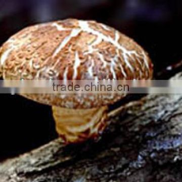 Shiitake Mushroom E.P.10%-plant extract