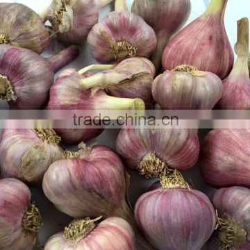 We grow & export Fresh Garlic