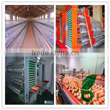 automatic chicken egg collecting equipment