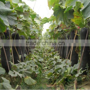 Hybrid black winter melon seeds wax gourd seeds for growing-Tie Zhu