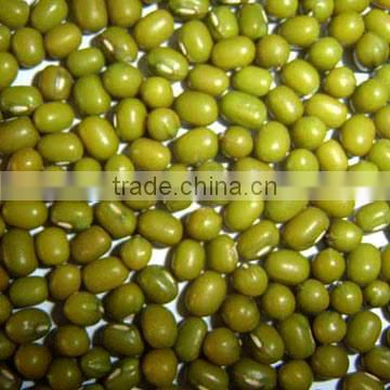 Hot split Green mung bean from Vietnam with best price