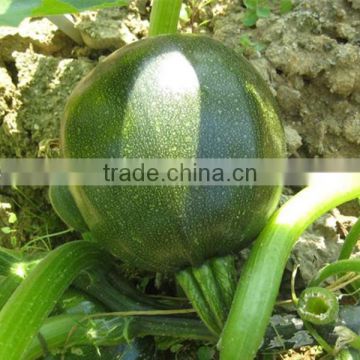 HSQ09 Gaoang round dark green F1 hybrid squash/zucchini seeds