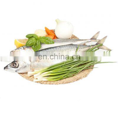 BQF mackerel bait frozen chub mackerel frozen pacific mackerel fish