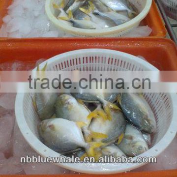 frozen pompano fish 300-400g Frozen golden pomfret 300-500g