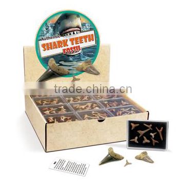 Authentic Shark Teethl in a Box