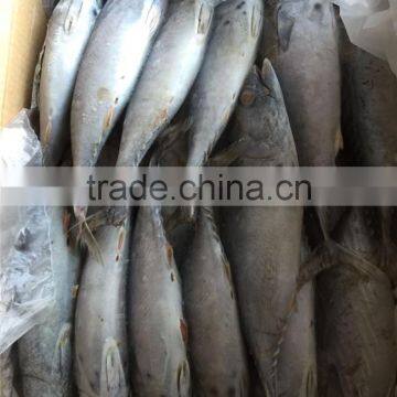 2016 new frozen bonito tuna 200-300g