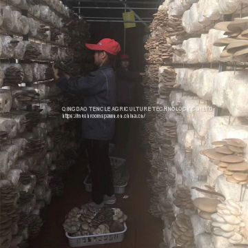 oyster mushroom spawn for sale import from China