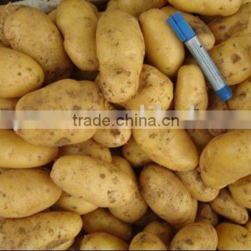 New crop potato