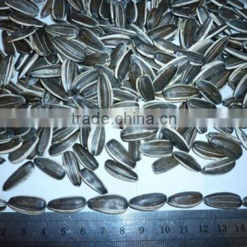 2015 chinese sunflower seed hot sale