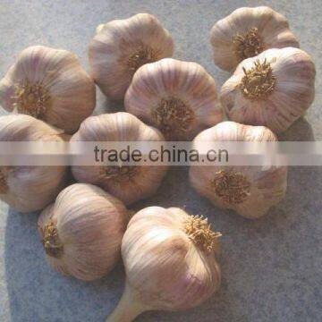 NOVEL Fresh Egyptian Garlic...NATURAL GARLIC