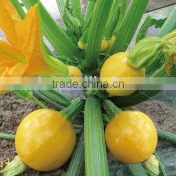 Jinzhu round shape yellow skin hybrid squash seeds