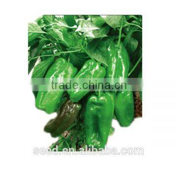 extreme early maturity green sweet pepper seeds SXP No.16