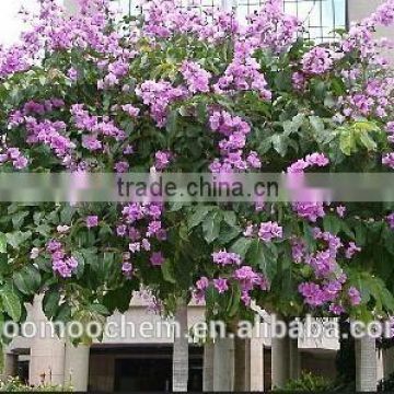 QS/GMP certificate factory supply CAS NO:4547-24-4 Lagerstroemia Speciosa Extract