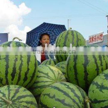 BO Chinese hybrid f1 round shape watermelon seeds