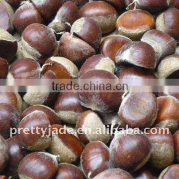 chinese chestnuts for sale