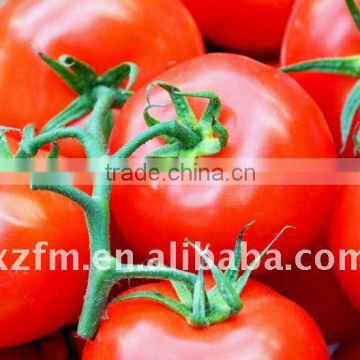 tomato paste in standing pouch