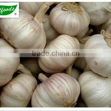 2014 new crop normal white garlic 5.0cm