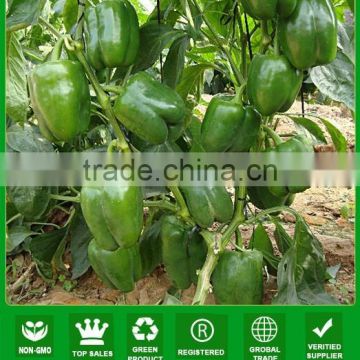 MSP22 Qingdi Hot sales f1 hybrid green bell pepper seeds for planting