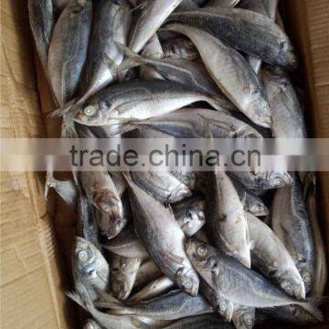 2015 new coming sea frozen horse mackerel