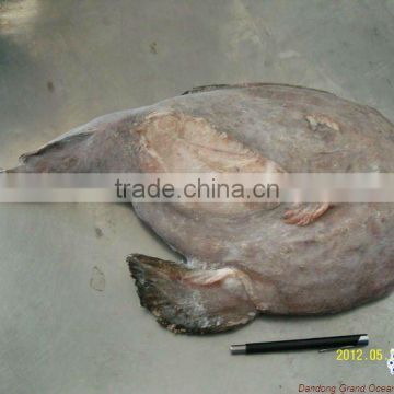 wild monkfish tail meat