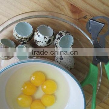 Kitchen Egg Quail Scissors Price