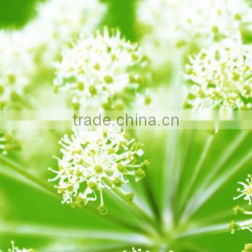 ANGELICA CHINA DONG QUAI ROOT OIL