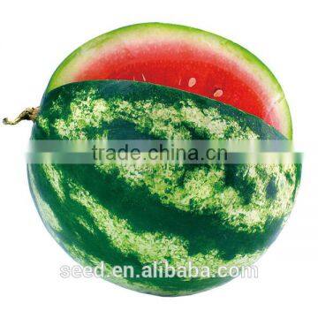 Crimson Hybrid and Wide Stripes Watermelon for Sale