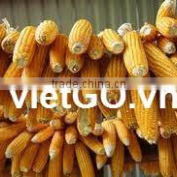 Vietnam yellow corn price competitive with good quality