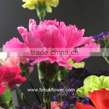 Fresh Cut Flower Importers Carnation Cut Flowers Price From China Wholesale Carnation Flower