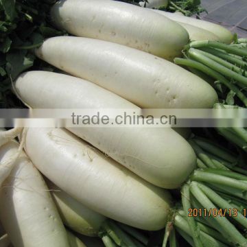 new crop fresh white raddish from china