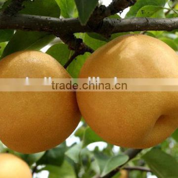 exporter of fresh fengshui pear from china