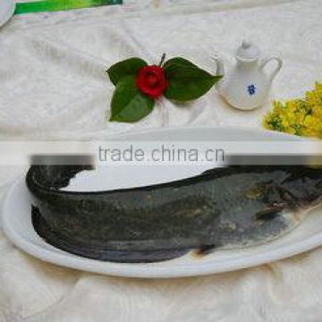 Frozen catfish for African Market Sale