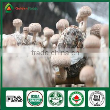 Wild and Cultivated Source and Whole Part Mushroom Spawn Growing Seed