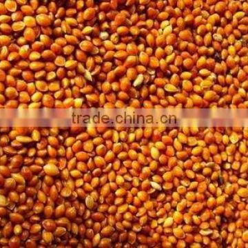 High quality Yellow Millet, white and Red Millet....2016