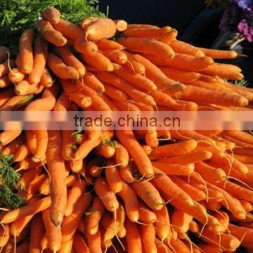 Hot Sale Fresh Carrot 2014