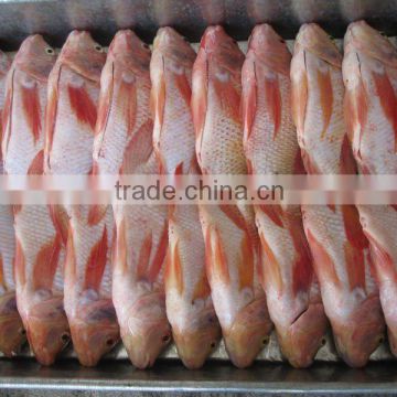 Hot Sales China High Quality Red Tilapia