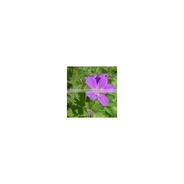 Geranium Extract Powder 10:1 Soluble in water